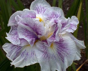 This nine-fall variety'Blushing Snowmaiden' demonstrates the more elaborate side of Iris ensata.
