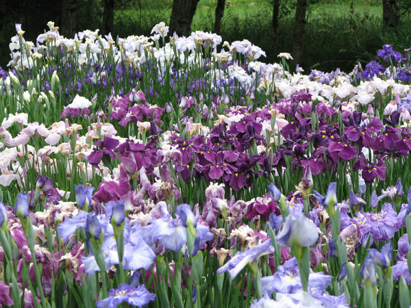 A field of Iris ensata at Mt. Pleasant Iris demonstrates Chad's gift with the species.