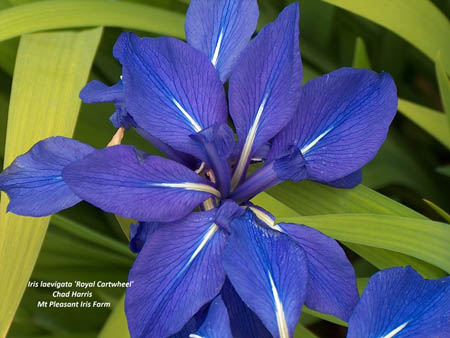 Iris laevigata 'Royal Cartwheel'
