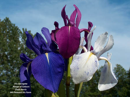 The various colors of Iris laevigata.