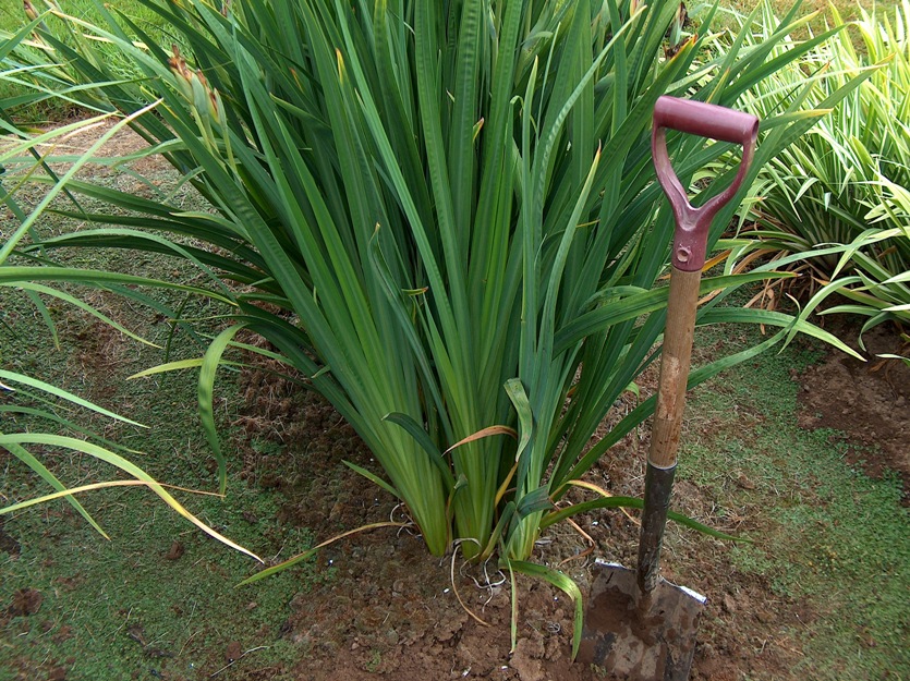 Using a spade or fork dig up the plant to be divided