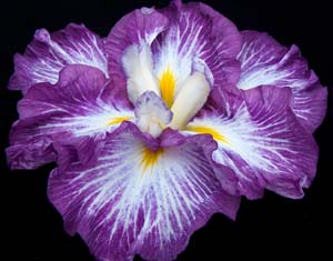 An example of a six fall flower Iris ensata 'Sunrise Ridge.'