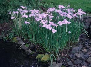 Iris ensata in a setting similar to their natural habitat.