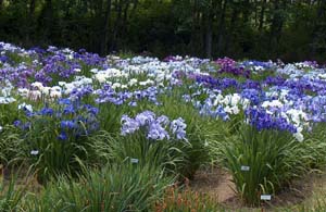 Japanese iris have been bred to display the color spectrum from red violet, through blue, to white.