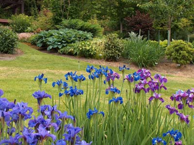 A mass planting of Siberian iris demonstrates the allure of this spectacular garden plant.