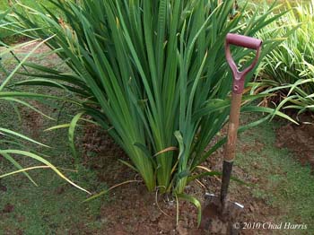 Japanese Iris can be amoung the largest of the iris. This three-year clump is ready for division.