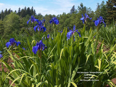 Iris laevigata 'Semperflorens' plant.