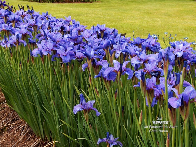 Siberian iris Reprise