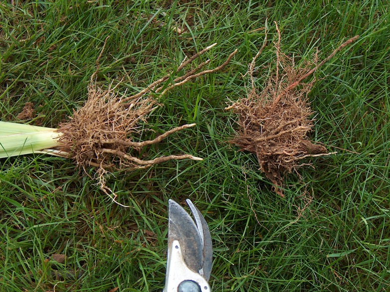 Cut away the previous years roots and rhizomes.