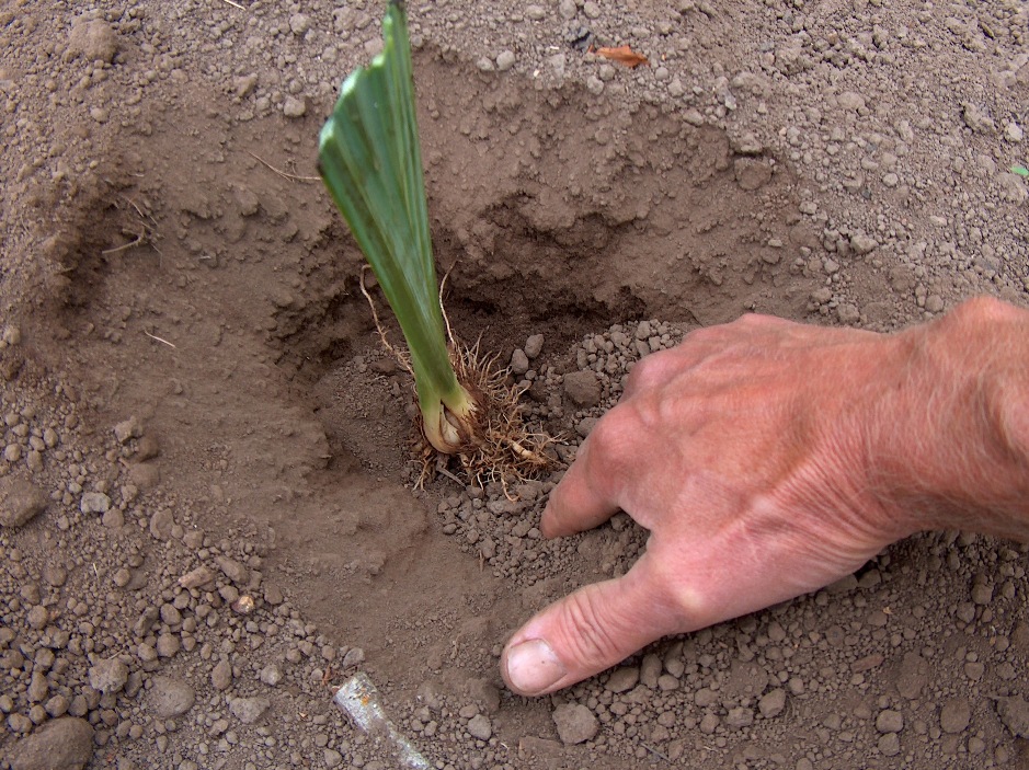 Plant the rhizome of Japanese iris two to three inches deep
