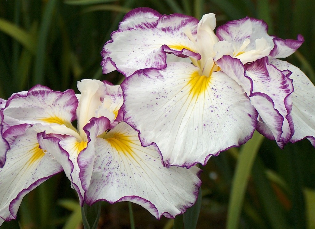 Yuzen shows the rimmed pattern of Japanese iris.