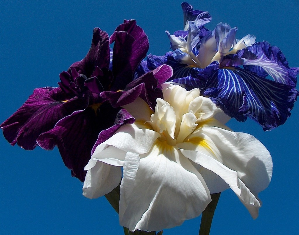 There are only three colors found with Japanese iris red white and blue.