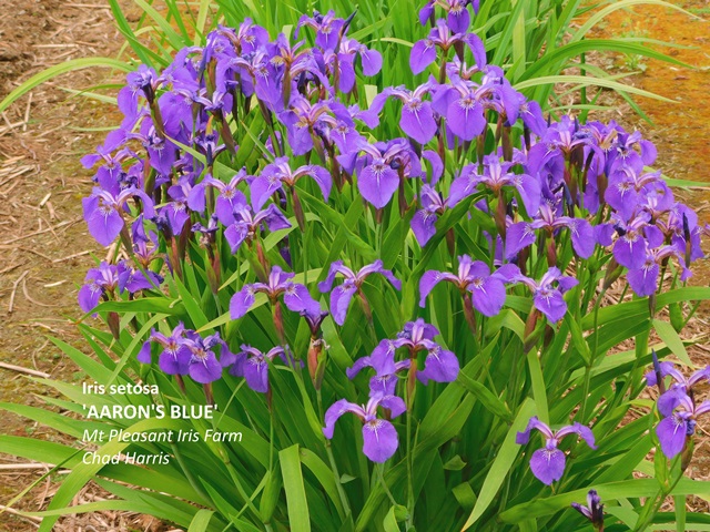 Iris setosa 'Aaron's Blue'