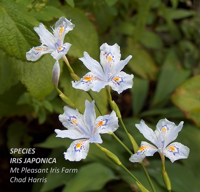 Species Iris japonica