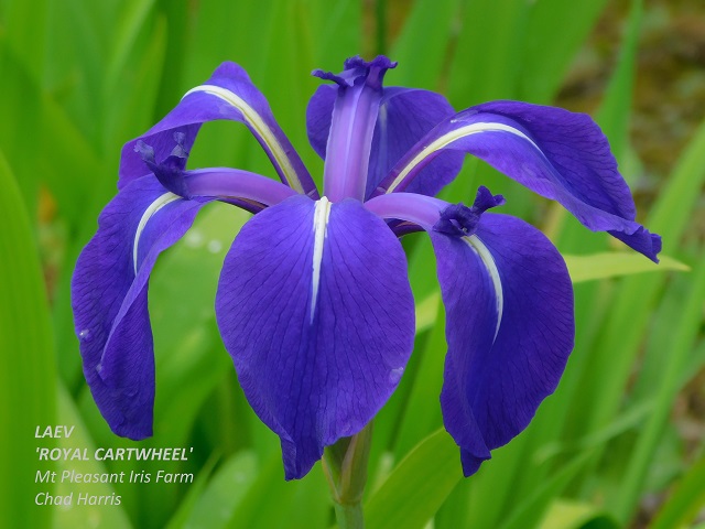 Iris laevigata Royal Cartwheel