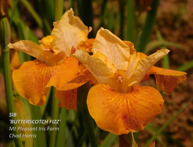 Siberian iris Butterscotch Fizz