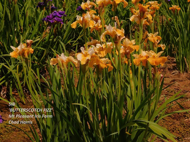 Siberian iris Butterscotch Fizz plant