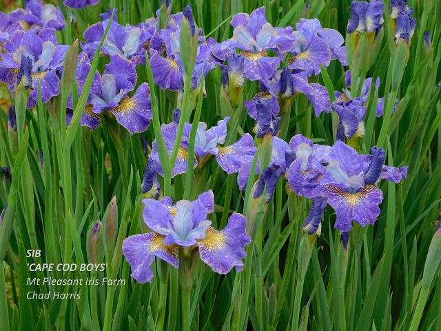 Siberian iris Cape Cod Boys plant
