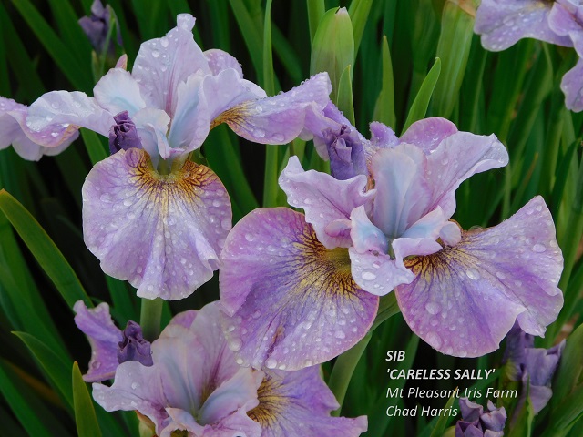 Siberian iris Careless Sally