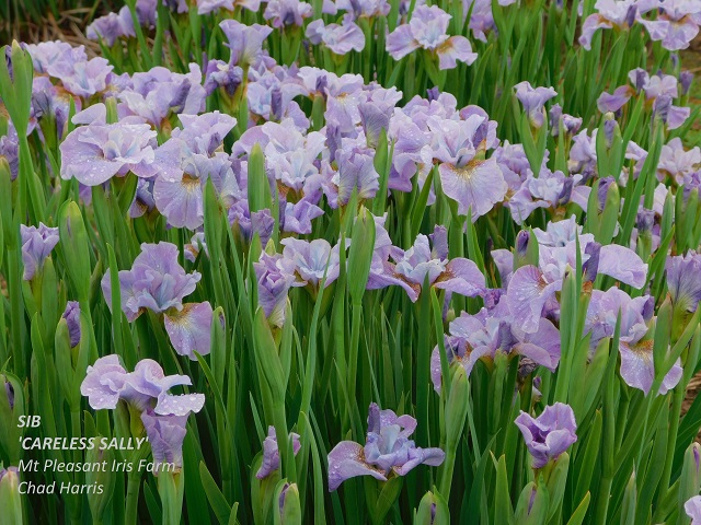 Siberian Iris Careless Sally plant