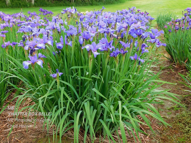 Siberian iris Chatter Box Belle