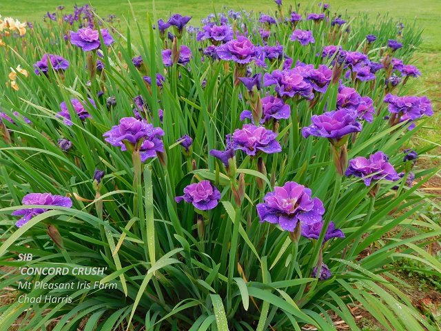 Siberian iris Concord Crush