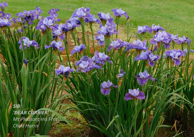 Siberian iris Dear Currier