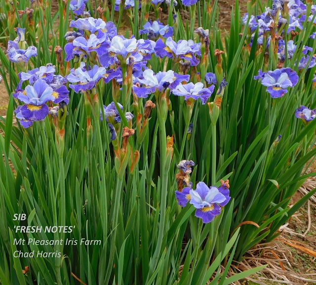 Siberian iris Fresh Notes