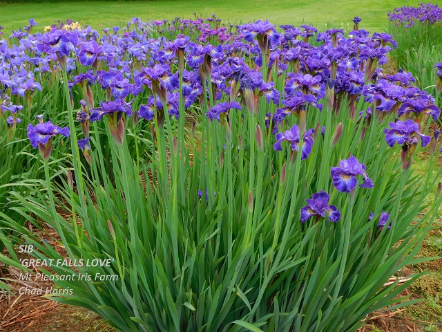 Siberian iris Great Falls Love