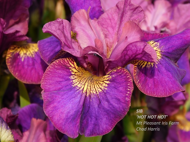 Siberian iris Hot Hot Hot