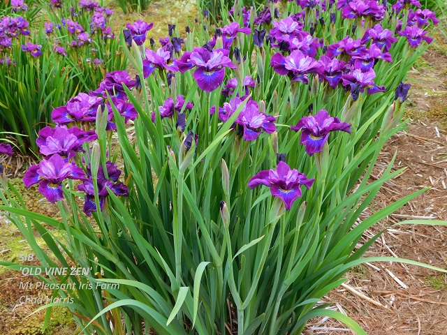 Siberian iris Old Vine Zen