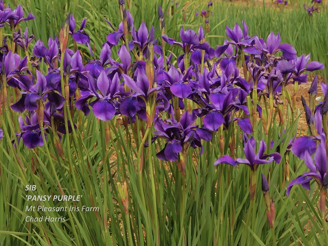 Siberian iris Pansy Purple