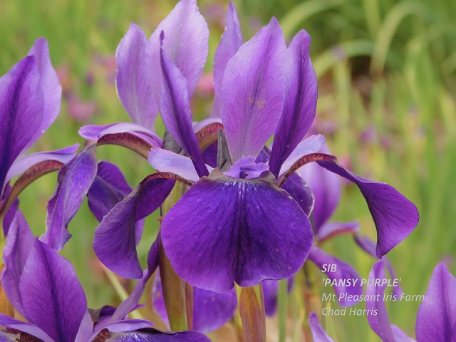 Siberian iris Pansy Purple