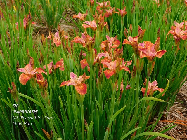 Siberian iris Paprikash plant