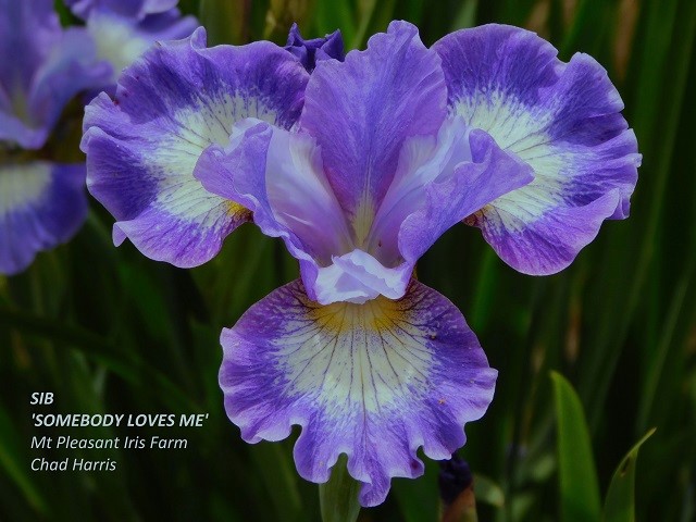Siberian iris Somebody Loves Me