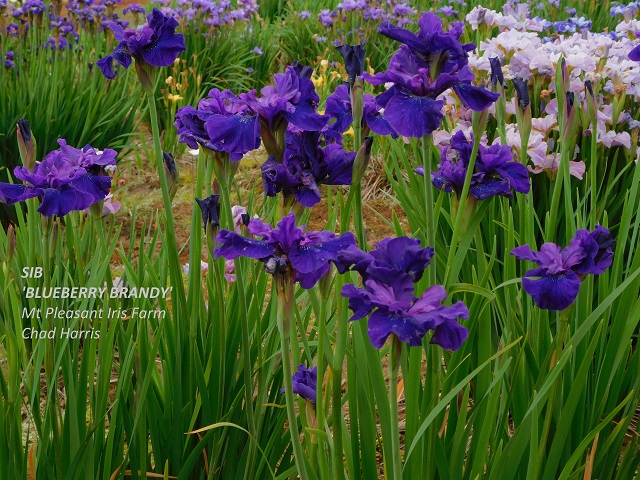 Siberian iris Blueberry Brandy plant